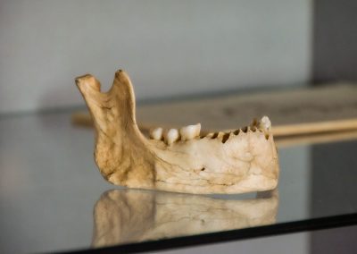 Mandíbula del Paleolítico en el Museo de Molinos